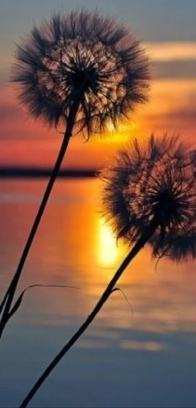 Dandelions silhouetted against a vibrant sunset over calm waters.