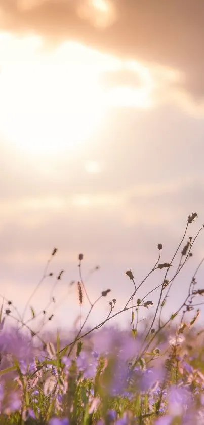 Serene sunset over a field with purple flowers and a glowing sky.