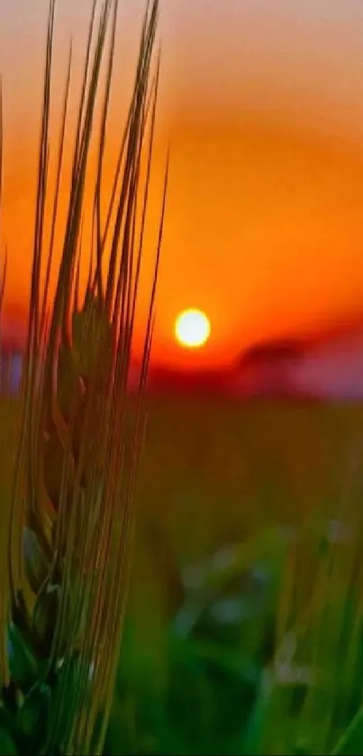 Beautiful sunset over a lush green field.