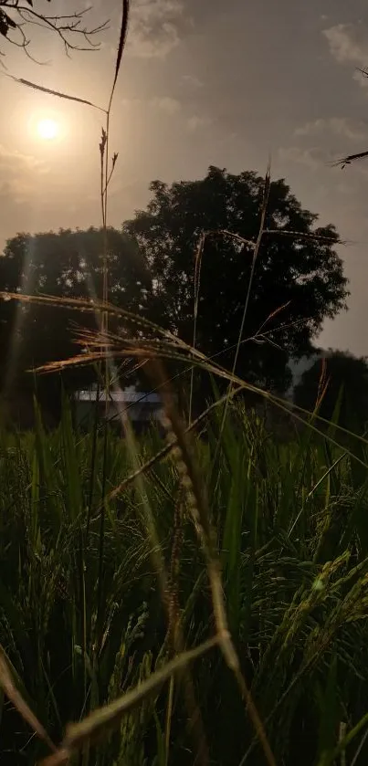 Serene sunset over green field wallpaper for mobile.