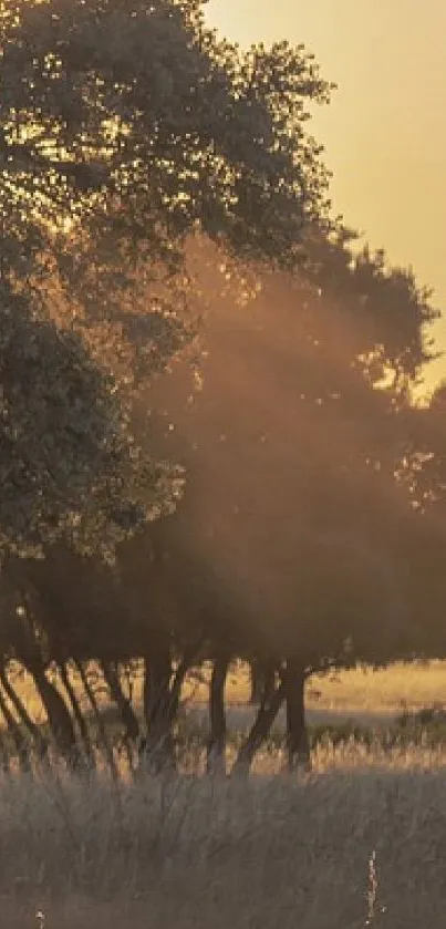 Sunset view of forest with golden light and silhouetted trees.