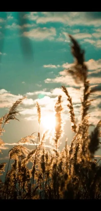 Golden plants silhouetted against a vibrant sunset sky, creating a serene wallpaper.