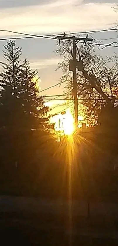 Beautiful sunset with tree silhouettes and a glowing sky.