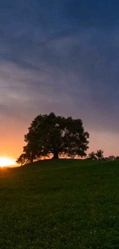 A lone tree on a hill against a vibrant sunset and a dark blue sky.