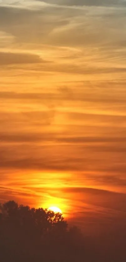 Bright orange sunset with silhouetted trees in foreground.