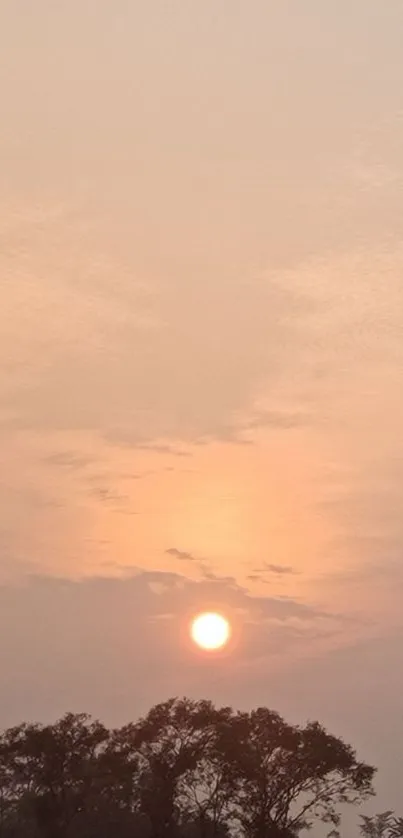 Serene sunset over silhouetted trees with pastel orange sky.