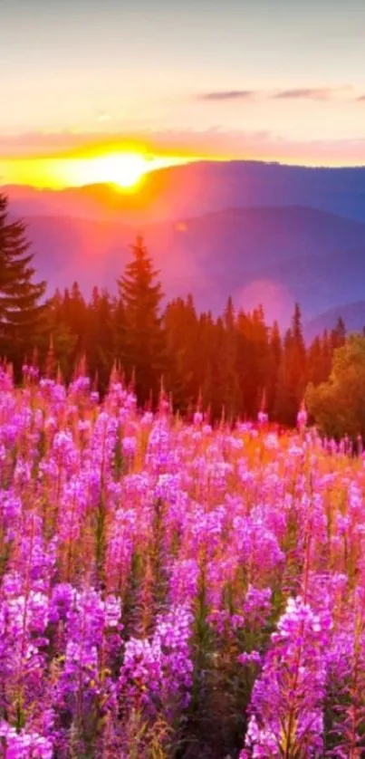 Purple meadow with sunset over mountains in vibrant colors.