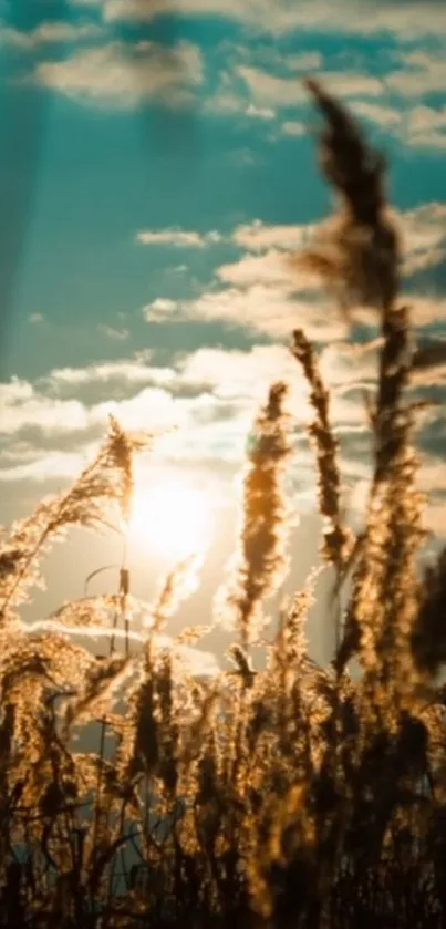 Golden grasses with sunset sky background for mobile wallpaper.