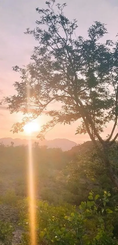 Sunset with tree silhouette and colorful sky over hills.