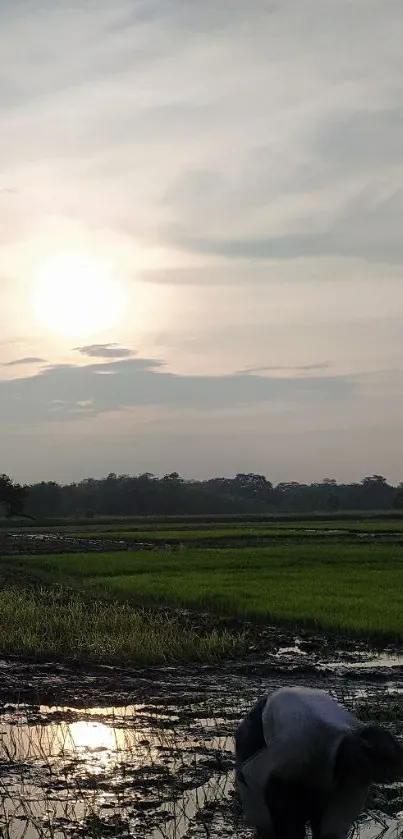 A sunset over lush rice fields with a tranquil rural landscape.