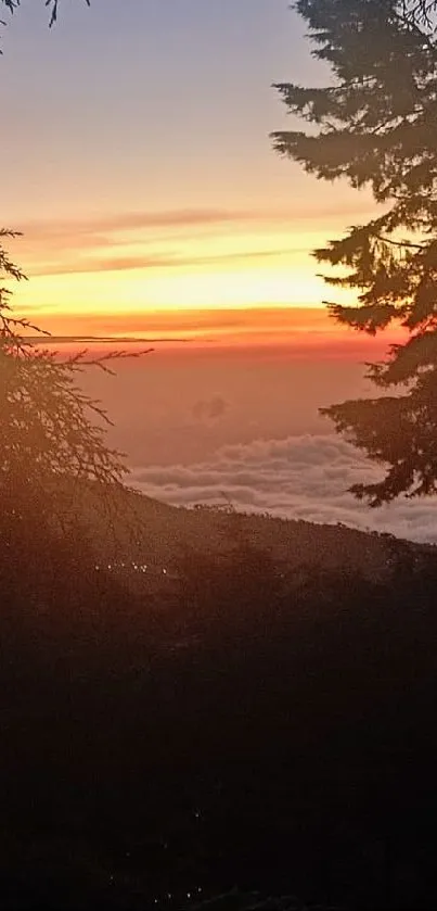 Serene sunset behind silhouetted forest trees.