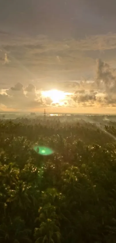 Serene sunset over lush forest with golden light.