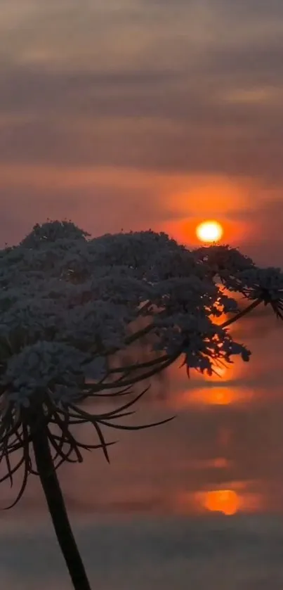 Sunset over ocean with flower silhouette in foreground.