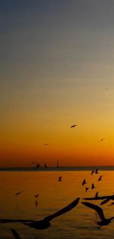 Sunset over ocean with flying birds.