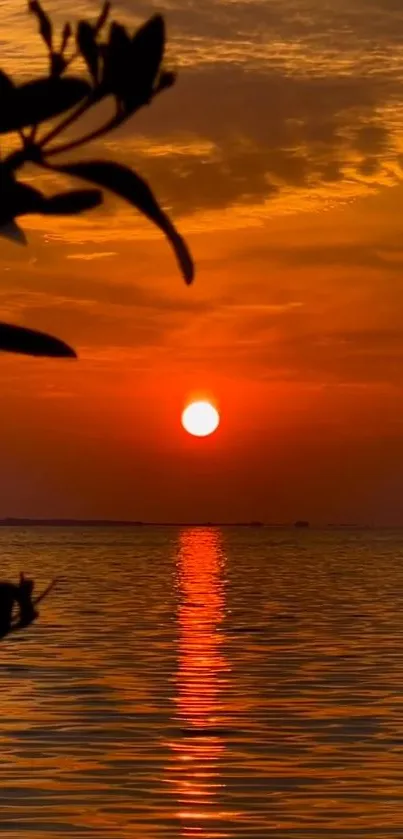 Orange sunset over calm ocean with silhouetted foliage.