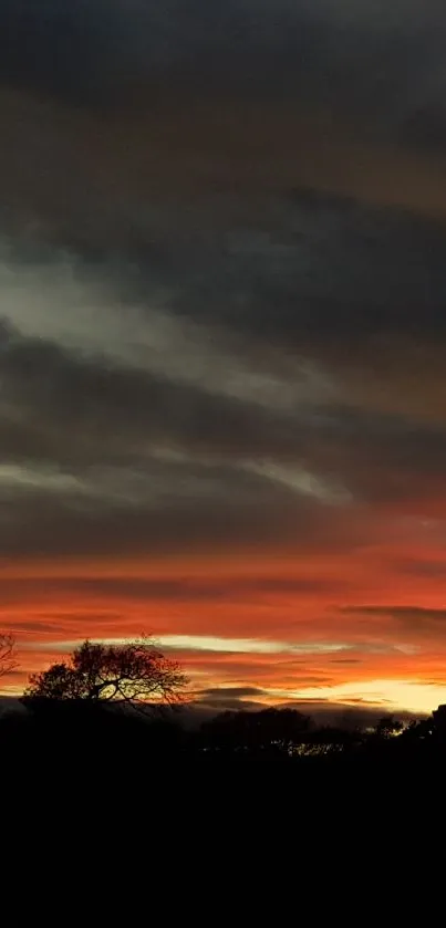 Calming sunset over silhouetted trees with orange hues in the sky.