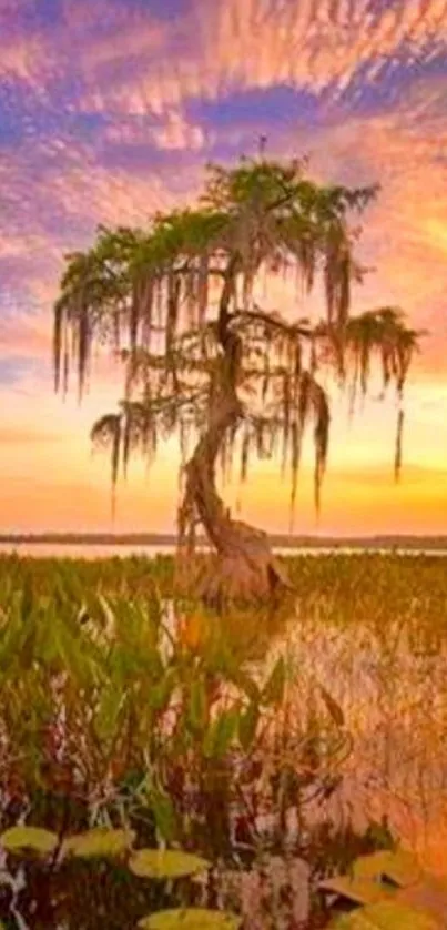 Mobile wallpaper of sunset over a tree by a swamp.