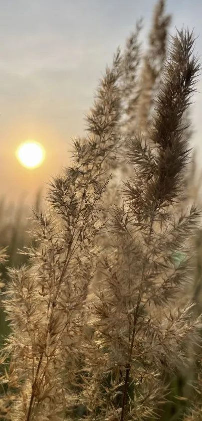 Serene sunset over wheat fields with golden hues.