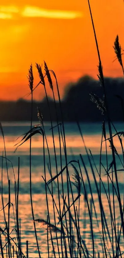 Serene sunset with reeds silhouetted against the orange sky.