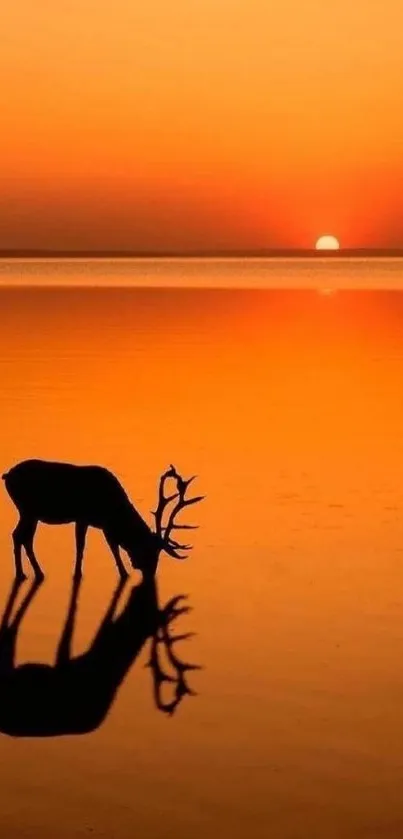 Deer silhouette reflecting on orange sunset water.