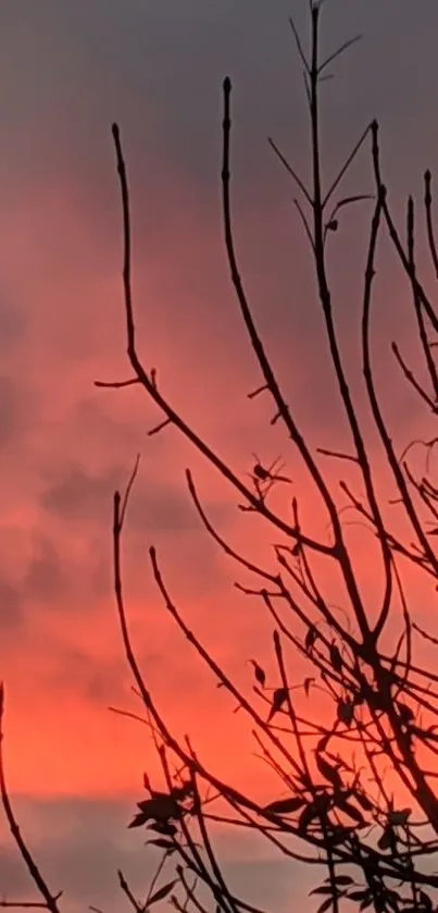 Silhouette of branches against a coral sunset sky.