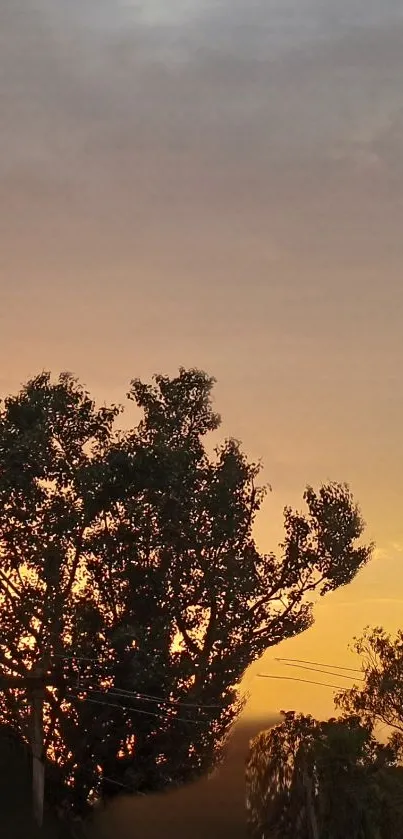 Silhouette of trees at sunset with a warm orange sky.