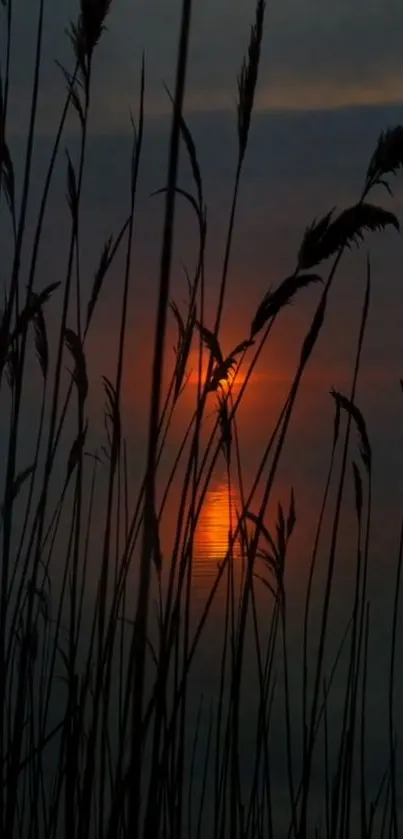 Silhouette of plants against a sunset over calm waters and dark blue sky.