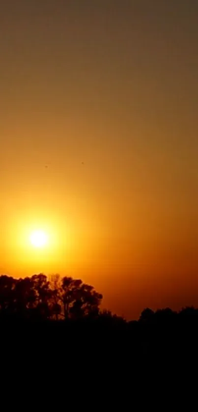 Orange sunset silhouette with tree shadows and glowing horizon.