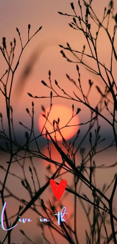 Silhouette of plants against an orange sunset