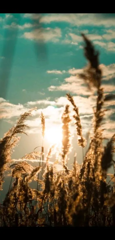 Golden grasses silhouetted against a vibrant teal sunset sky.