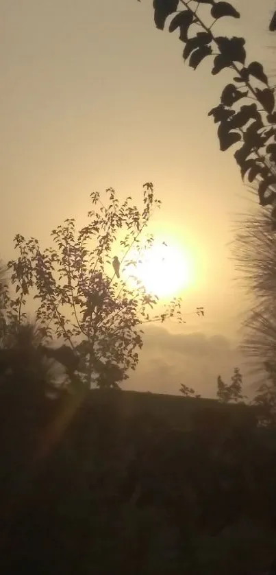 Sunset scene with trees silhouetted against a golden sky.