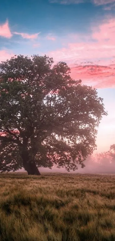 A lone tree stands in a field at sunset.