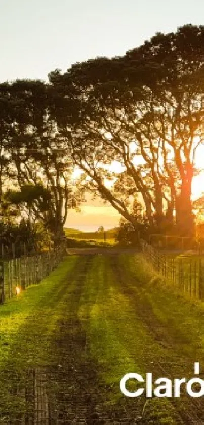 Golden sunset illuminating a tree-lined path.