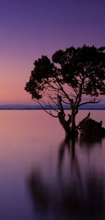 Tree reflecting on calm lake at sunset.