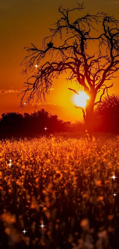 Orange sunset with tree silhouette on savannah landscape.