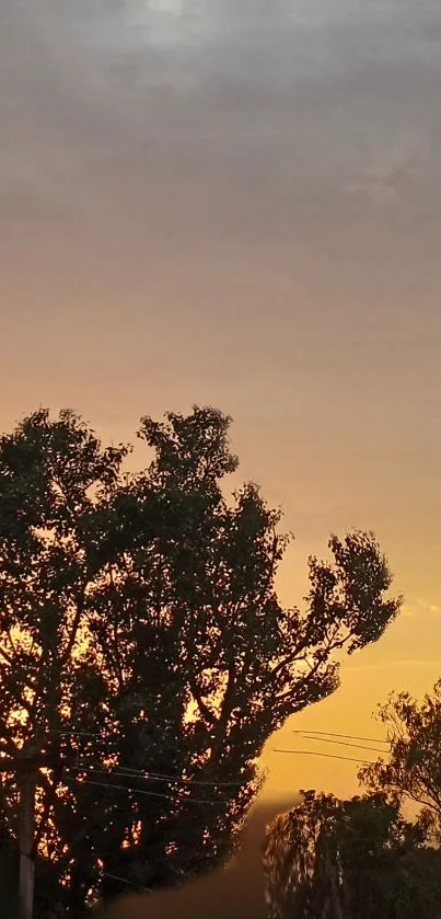 Sunset behind silhouetted trees with orange sky.