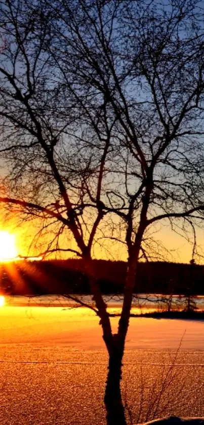 Mobile wallpaper of a sunset with tree silhouette and golden sky.