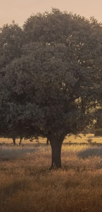 Serene sunset view with a lone tree in a warm, tranquil landscape.