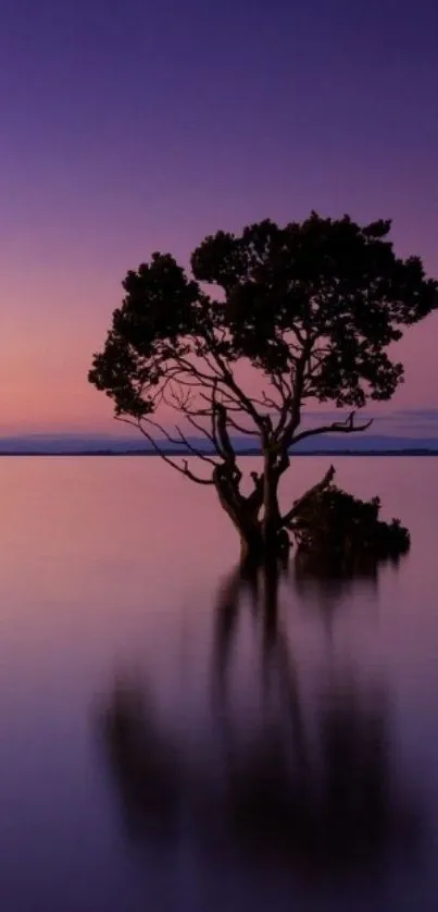 A tranquil sunset with a reflected tree in calm waters, perfect for mobile wallpaper.