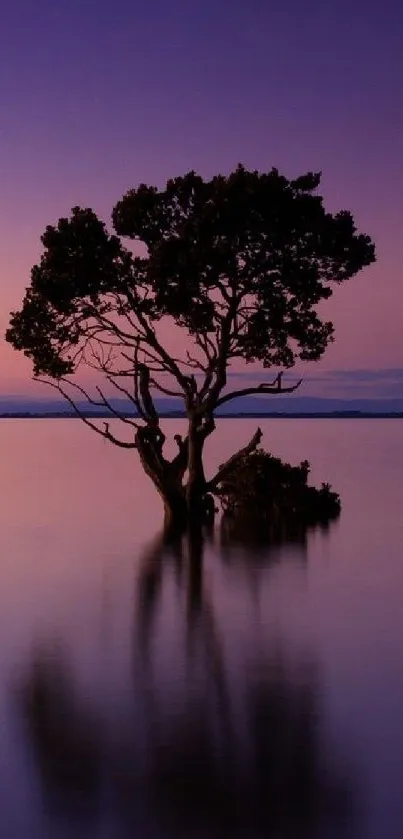 Silhouette of a tree at sunset reflected in calm water, with a purple sky.