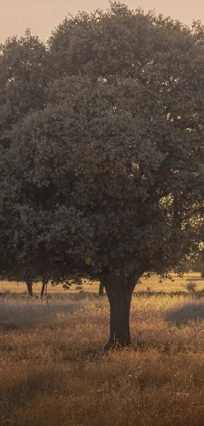 A solitary tree silhouetted against a golden sunset in a grassy field.