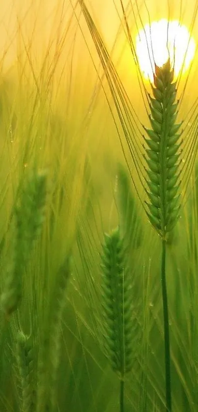 Green wheat field at sunset with warm glow and serene ambiance.