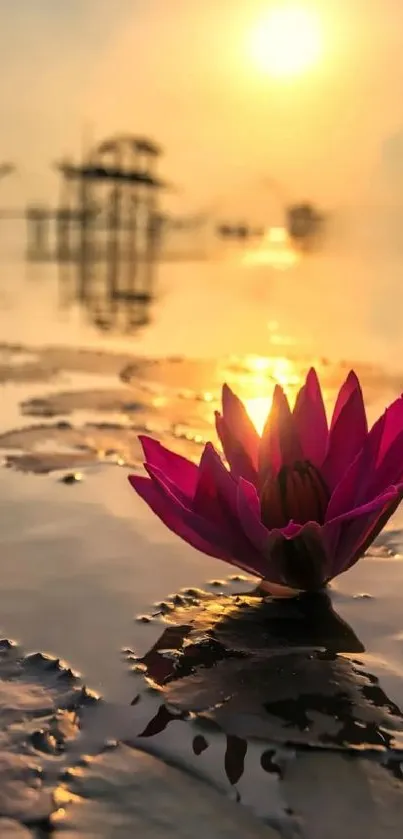 A vibrant pink lotus in a golden sunset reflected on calm water.