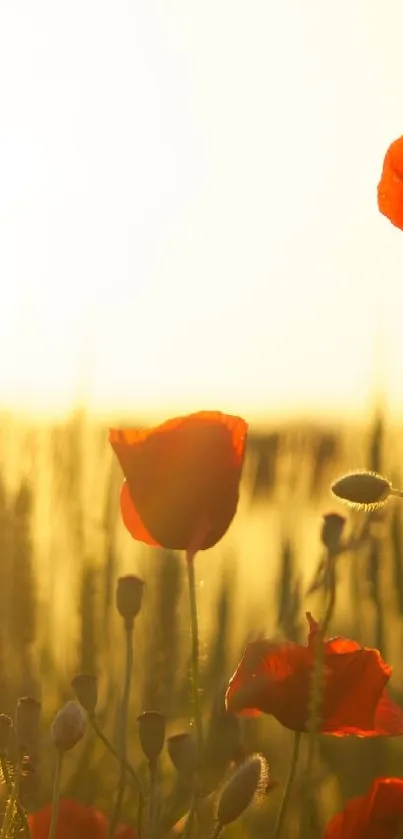 Sunset view with red poppies and warm yellow light.