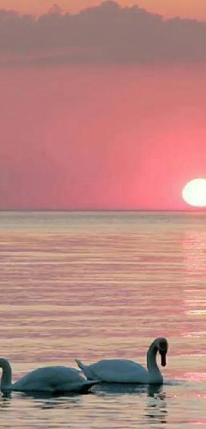 Tranquil sunset with swans on the water, under a pink sky.