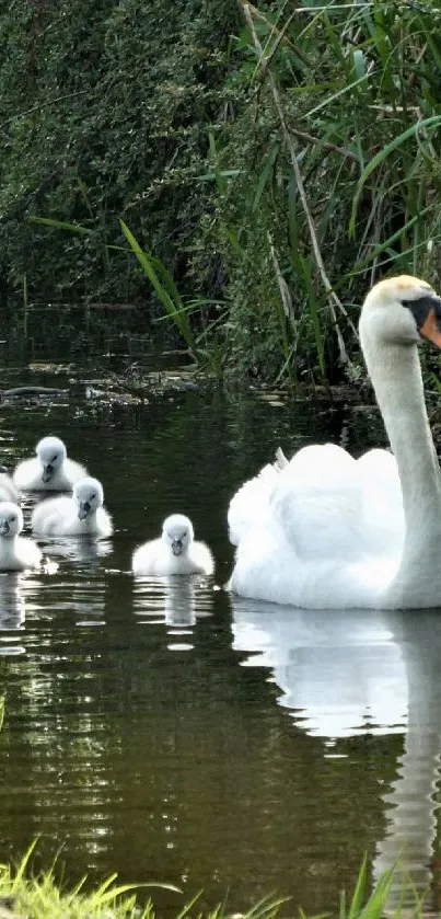 Swans and cygnets in a lush, tranquil pond setting under soft light.