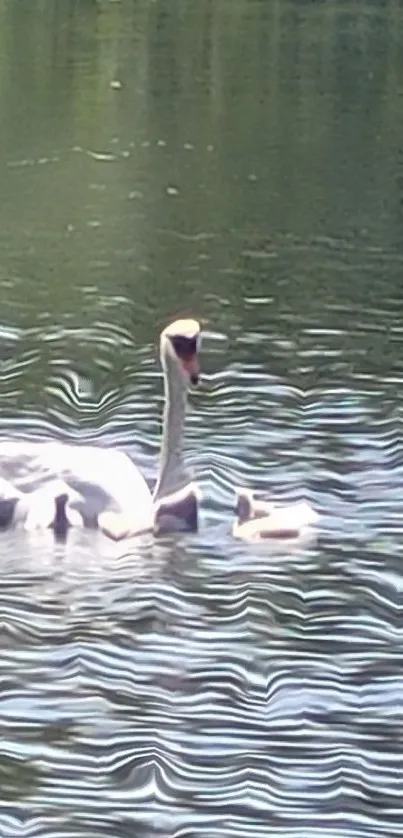 Swan family gliding gracefully on a tranquil lake.