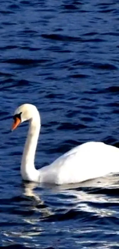 White swan gliding on deep blue water surface.