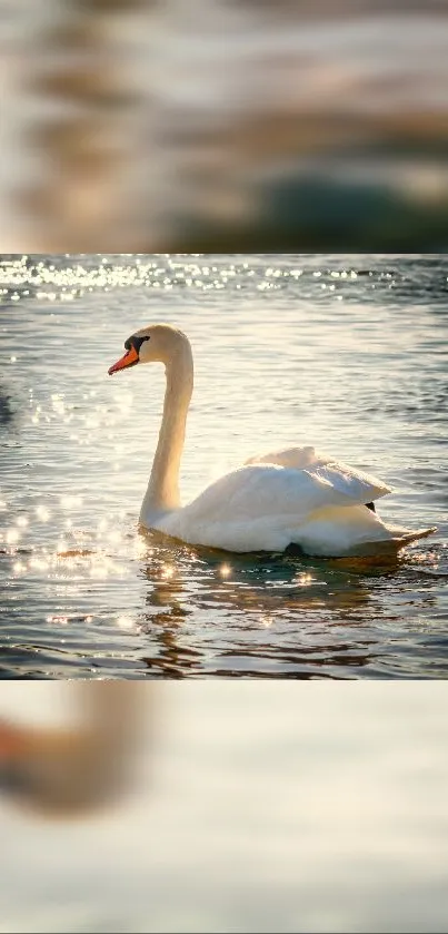 Swan gliding on sunlight-reflecting water.