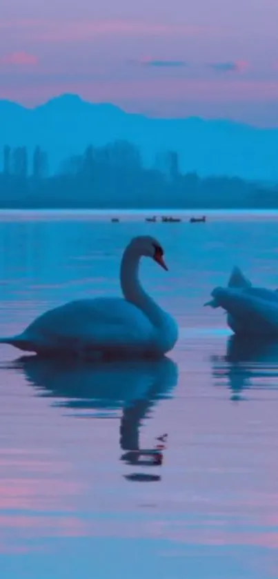 Serene swans on a tranquil lake at sunset with blue and pink tones.